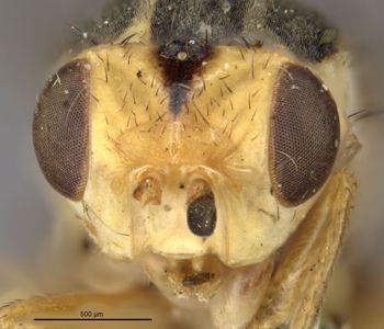 Media type: image;   Entomology 13367 Aspect: head frontal view